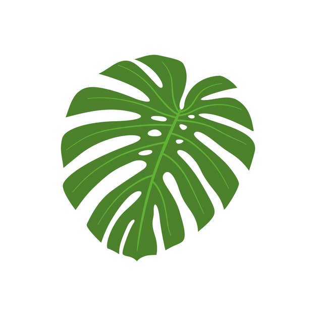 Ilustración tropical de hoja de Monstera Diseño de verano de selva vectorial aislado de planta exótica verde