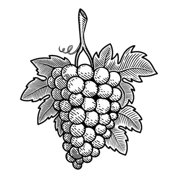 Ilustración de uva en estilo grabado. Elemento de diseño de cartel, tarjeta, banner, letrero, emblema. Ilustración vectorial