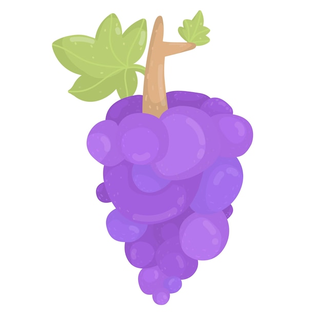 Ilustración de uvas moradas. Racimo de uvas moradas aislado. Fruta fresca.