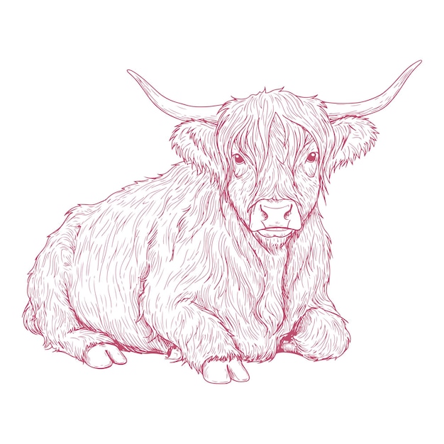 Ilustración de una vaca de las Tierras Altas de pie dibujada a mano en estilo boceto vintage obra de arte detallada de animales de granja