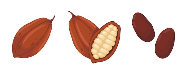 Ilustración de las vainas y los granos de cacao