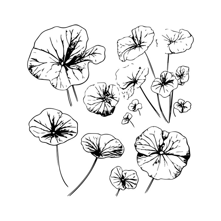 Ilustración de varias flores de nasturtium negras y blancas