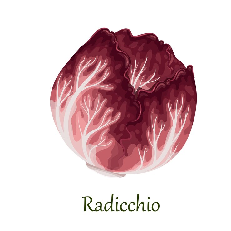Vector ilustración de vector de achicoria italiana ensalada de achicoria roja