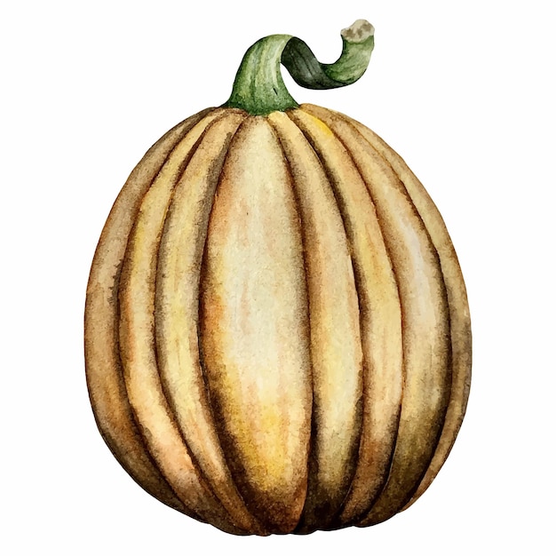 Ilustración de vector de acuarela de calabaza. acción de gracias. víspera de todos los santos.