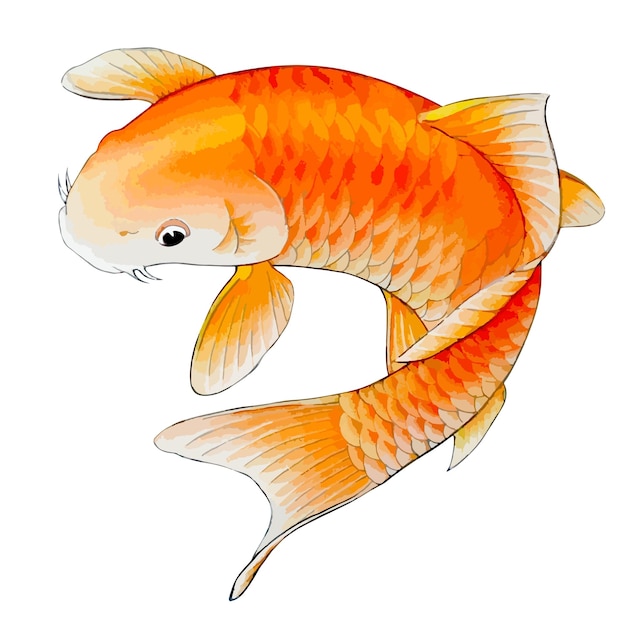 Ilustración de vector de acuarela dibujada a mano de peces carpa koi dorado