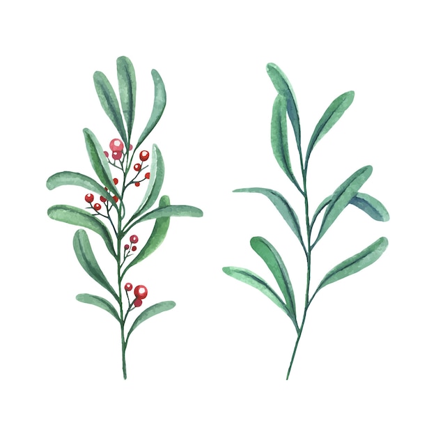 Ilustración de vector acuarela de dos ramas verdes