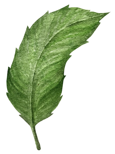 Ilustración de vector de acuarela de una hoja de rosa mosqueta.