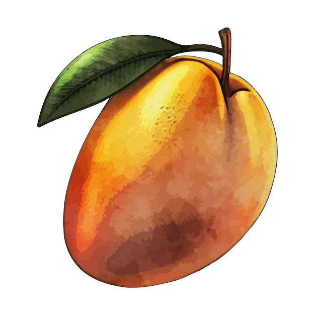 Vector ilustración de vector de acuarela de mango