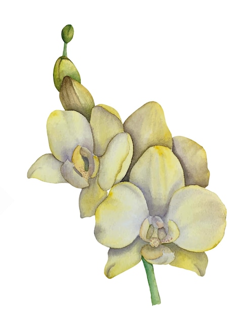 Ilustración de vector de acuarela de orquídea