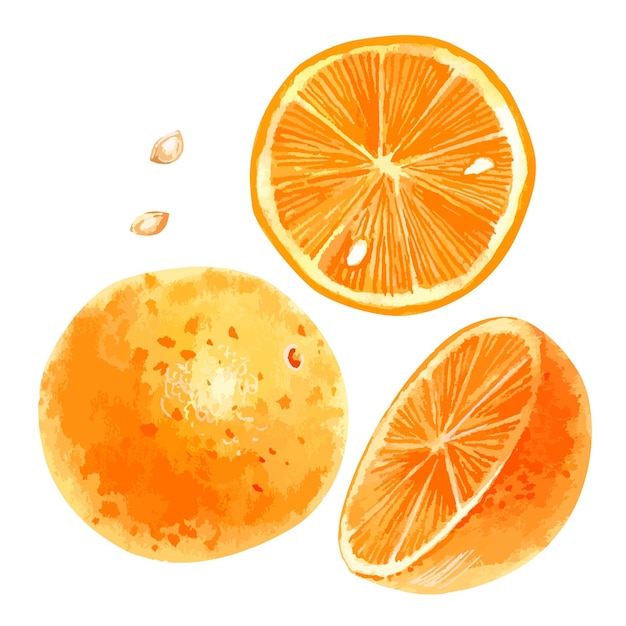 Ilustración de vector de acuarela de rodaja de naranja naranja y semillas