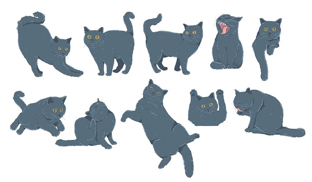 Ilustración de vector aislado de gato azul de pelo corto británico