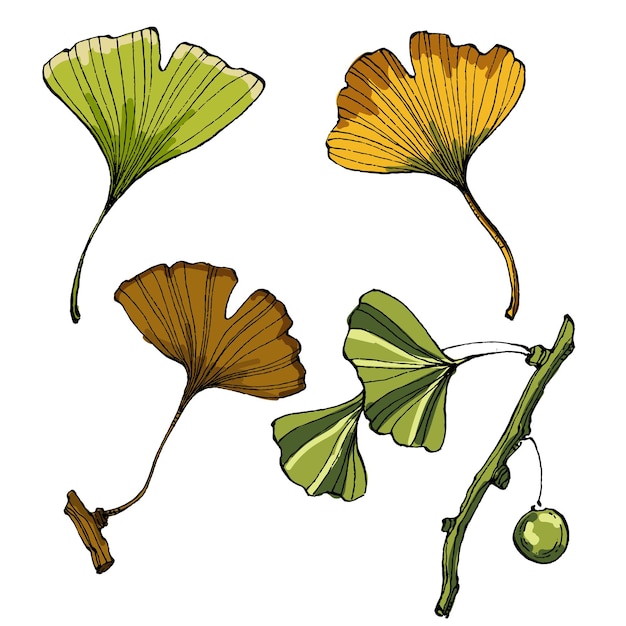 Ilustración del vector aislado de la hoja de ginkgo