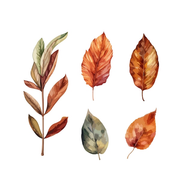 Ilustración de vector aislado de hojas de otoño clipart