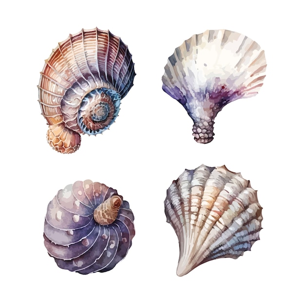 Ilustración de vector aislado de imágenes prediseñadas de conchas