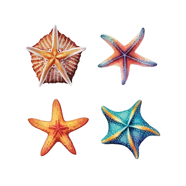 Ilustración de vector aislado de imágenes prediseñadas de estrellas de mar