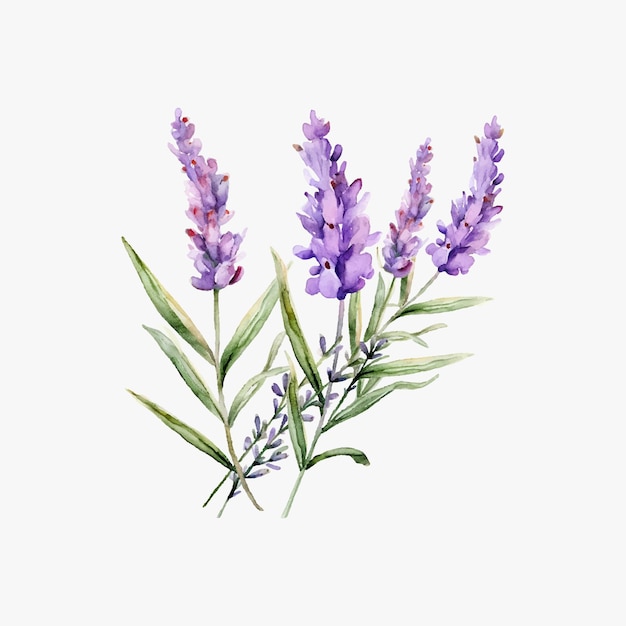 Ilustración de vector de aislado de lavanda provenzal acuarela sobre fondo blanco