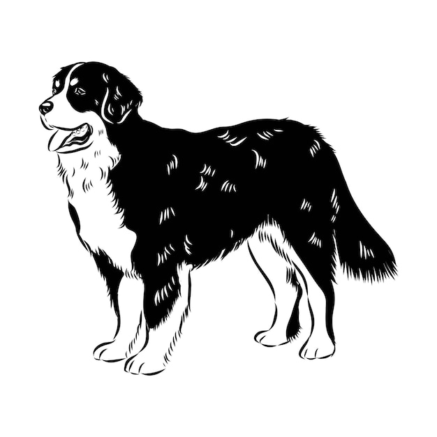 Ilustración del vector aislado del perro de montaña bernese