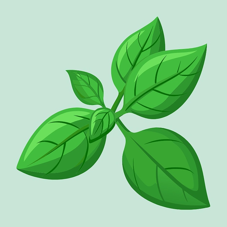 Vector ilustración del vector alimenticio de la albahaca