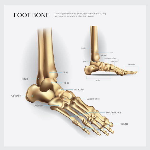 Vector ilustración de vector de anatomía ósea del pie