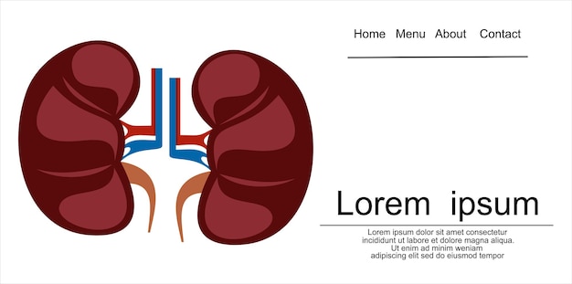 Ilustración de vector de anatomía de riñón humano