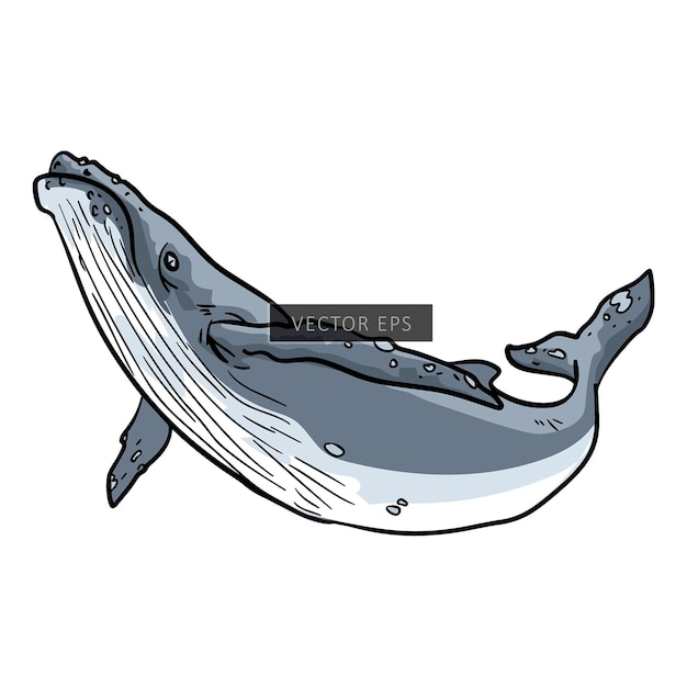 Vector ilustración del vector de animales silvestres de la ballena