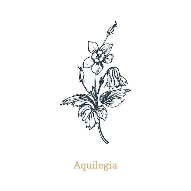 Ilustración de vector de aqilegia. Esbozo dibujado a mano de flor silvestre de Columbine en estilo grabado. Planta botánica aislada.