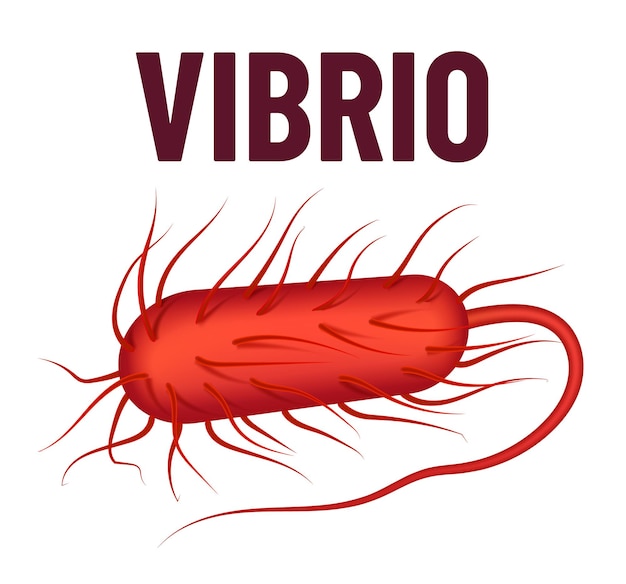 Vector ilustración de vector de bacterias vibrio aislada sobre fondo blanco concepto de virus