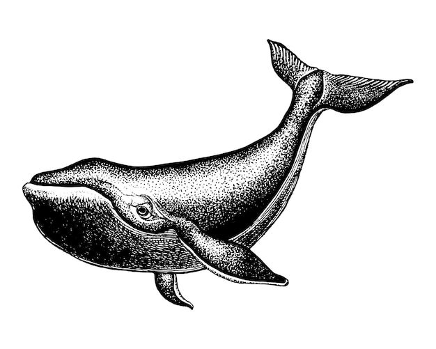 Ilustración de vector de ballena azul dibujada a mano Peces de mar grande en estilo de grabado vintage