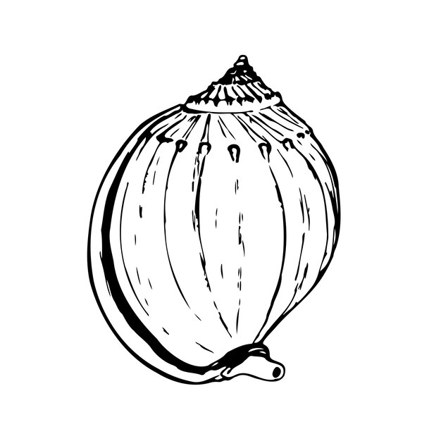 Ilustración de vector blanco y negro de caracol de mar aislado en un fondo blanco