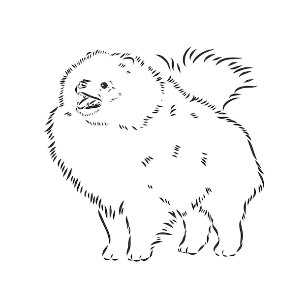 Vector ilustración de vector blanco y negro de dibujo de vector de raza de perro pomeranianspitz