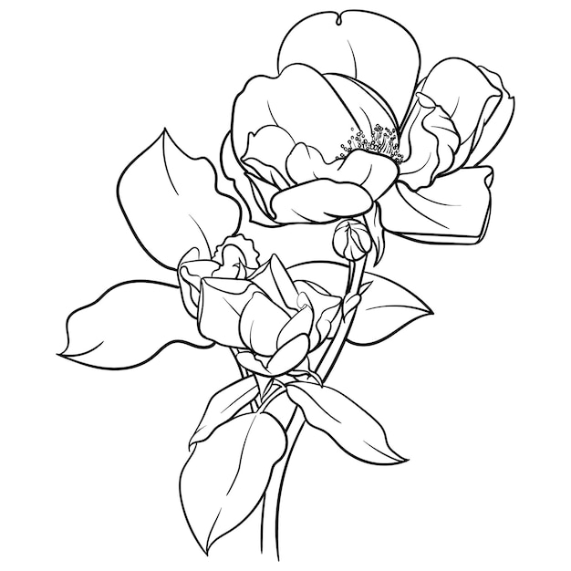 Ilustración de vector blanco y negro de flor color de rosa aislado sobre fondo blanco para colorear página