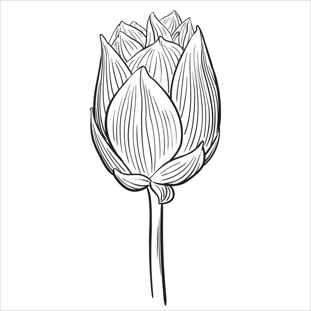 Ilustración de vector blanco y negro de flor de loto aislado sobre fondo blanco para colorear página