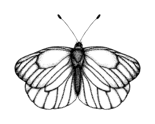 Ilustración de vector blanco y negro de una mariposa. bosquejo de insecto dibujado a mano. dibujo gráfico detallado de blanco veteado negro en estilo vintage.