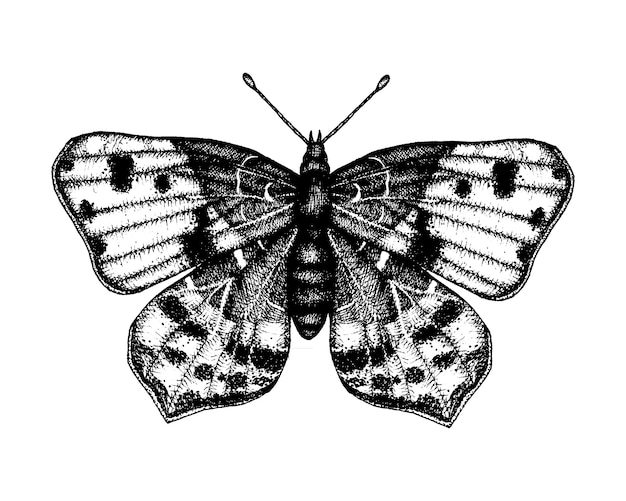Ilustración de vector blanco y negro de una mariposa. Bosquejo de insecto dibujado a mano. Dibujo gráfico detallado de pared marrón en estilo vintage.