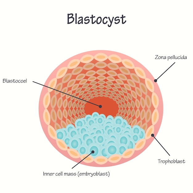 Vector ilustración de vector de blastocisto