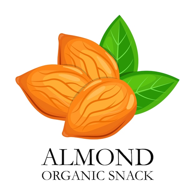 Ilustración de vector de bocadillo orgánico de fruta seca de almendra