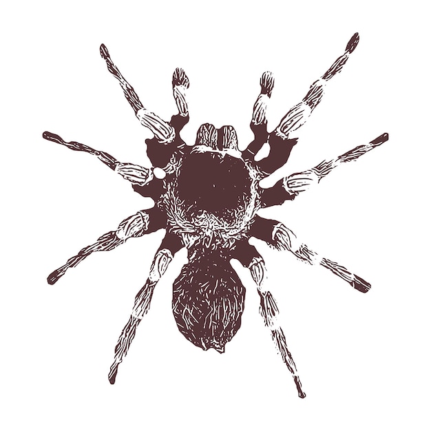 Ilustración de vector de boceto dibujado a mano de araña