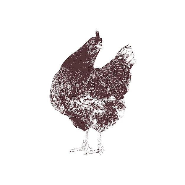 Ilustración de vector de boceto dibujado a mano de pollo