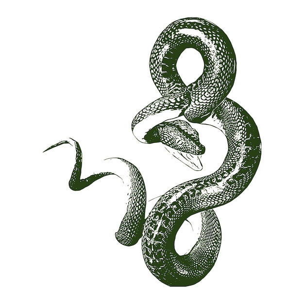 Ilustración de vector de boceto monocromo grabado dibujado a mano