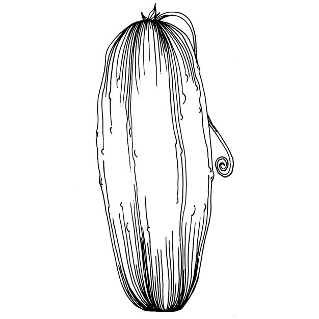 Ilustración de vector de boceto de verduras de pepino Estilo grabado