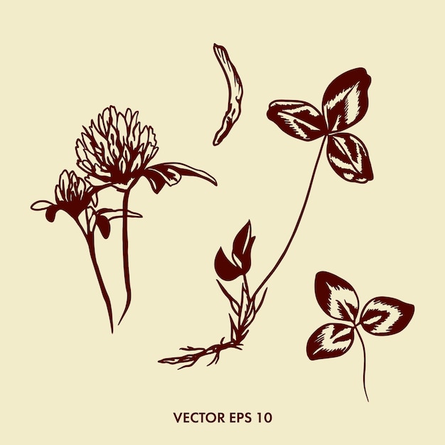 Vector ilustración de vector botánico de flor de trébol