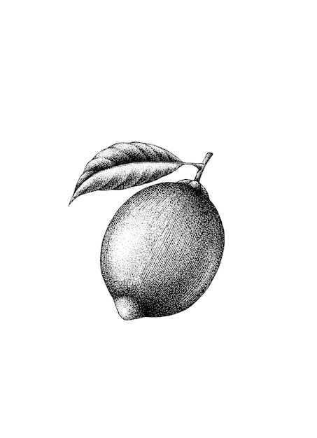 Ilustración de vector botánico plantilla de diseño retro vintage de limón grabado de tinta gráfica dibujada a mano