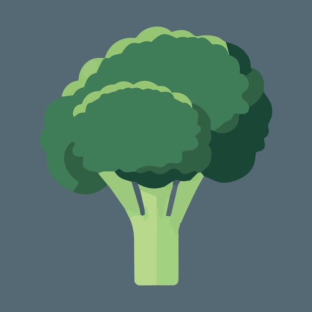 Ilustración de vector de brócoli saludable Vegetal vegano saludable orgánico fresco