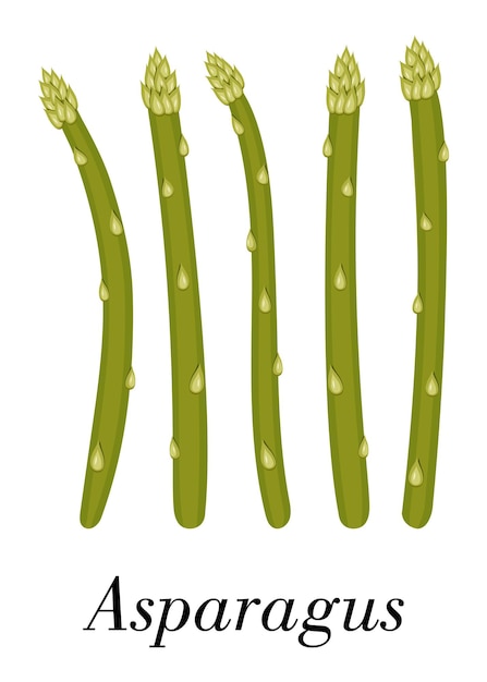 Ilustración de vector de brotes de espárragos