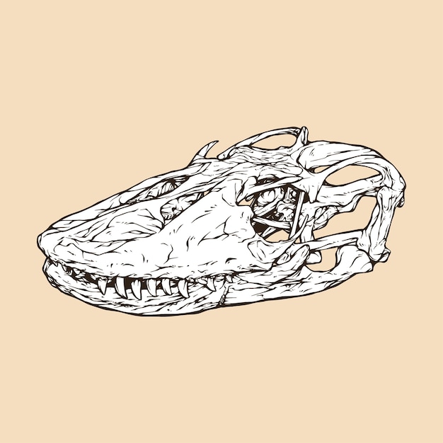 Vector ilustración de vector de cabeza de cráneo de dragón de komodo