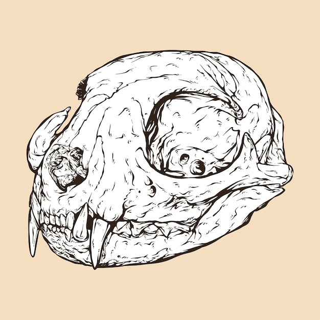 Ilustración de vector de cabeza de cráneo de gato doméstico