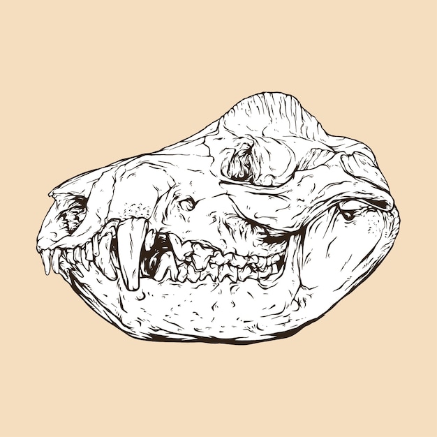 Ilustración de vector de cabeza de cráneo de zarigüeya