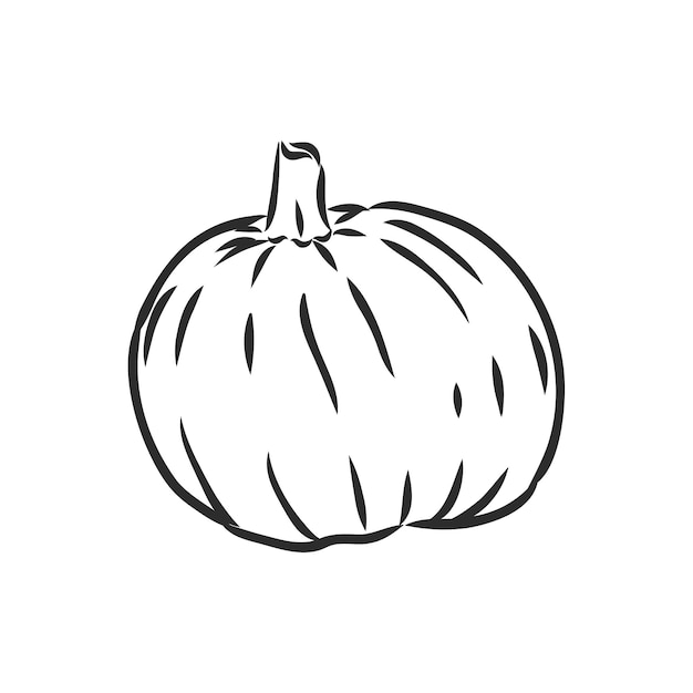 Ilustración de vector de calabazas enteras ilustración de dibujo de vector de calabaza