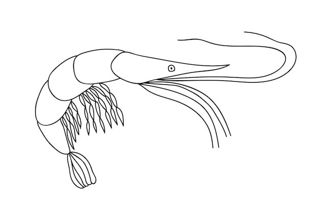 Ilustración de vector de camarones de fideos Camarones de mar dibujados a mano aislados