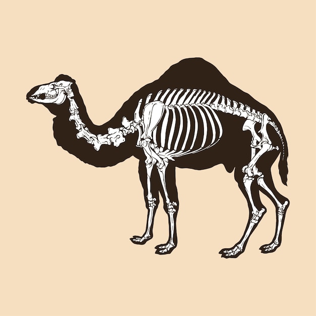 Ilustración de vector de camello esqueleto